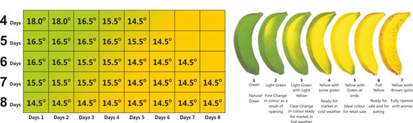 bharat refrigeration banana ripening chart